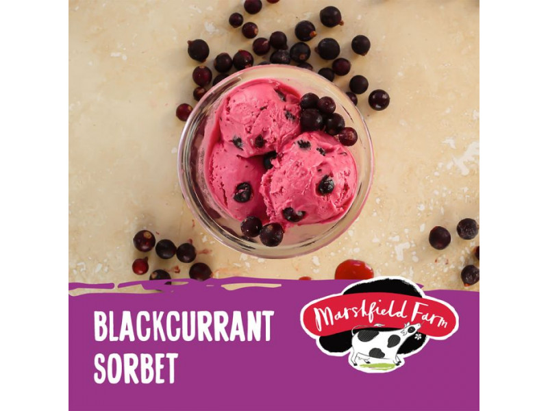 Marshfield Blackcurrant Sorbet